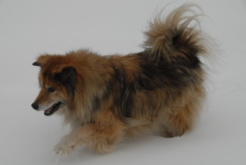 WANTED Dog Hair I Could Spin Into Yarn....